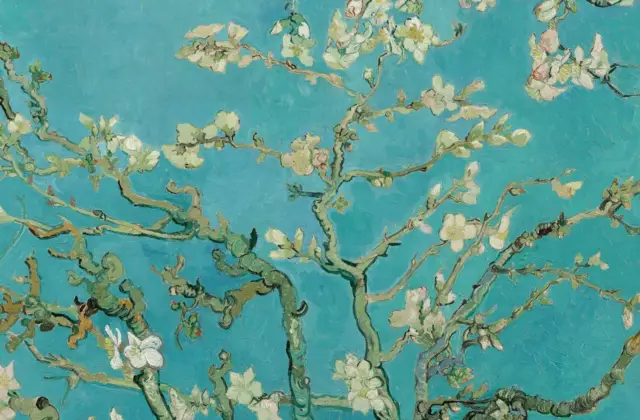 Cherry blossoms